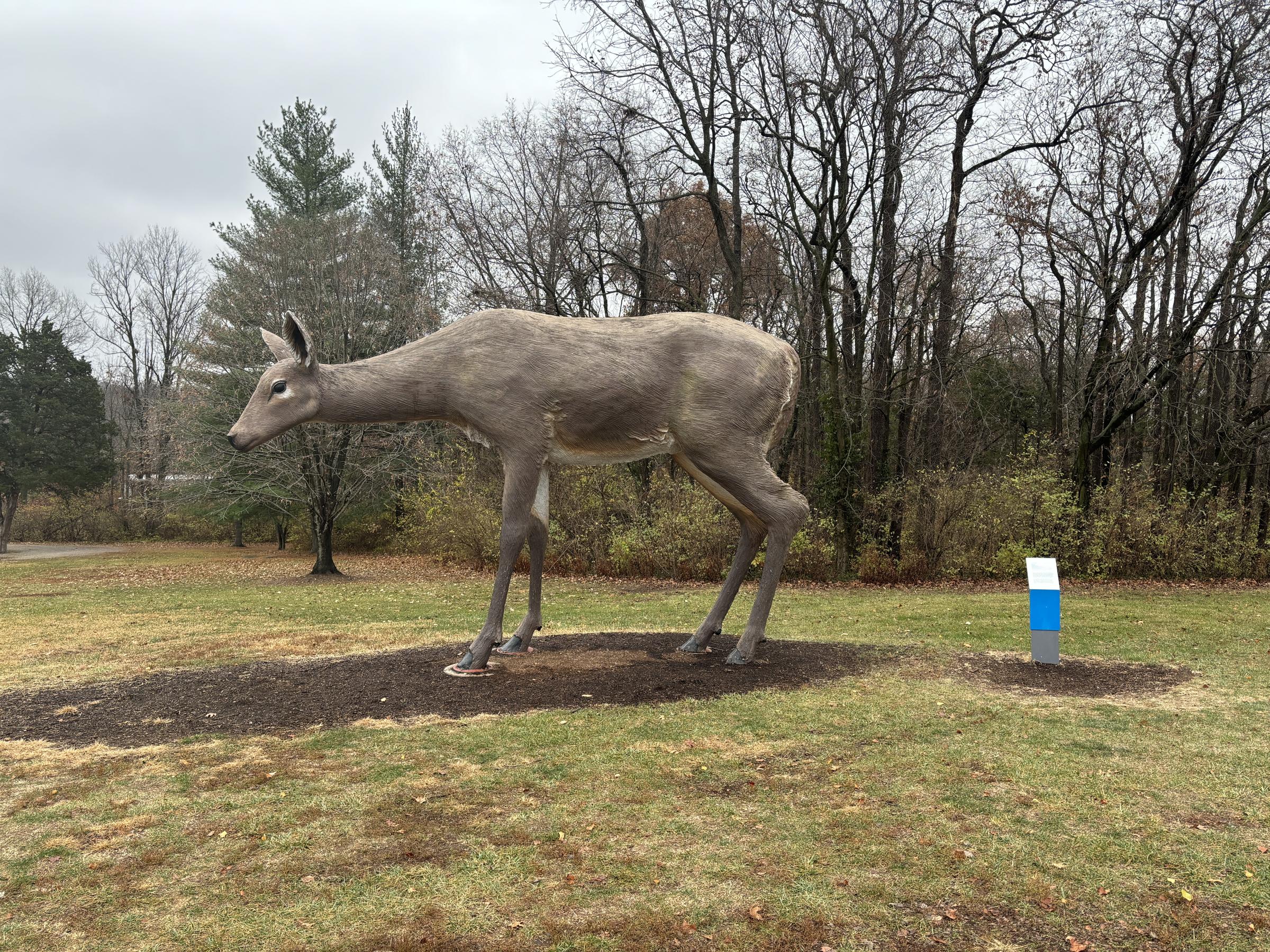 Laumeier Sculpture Park deer