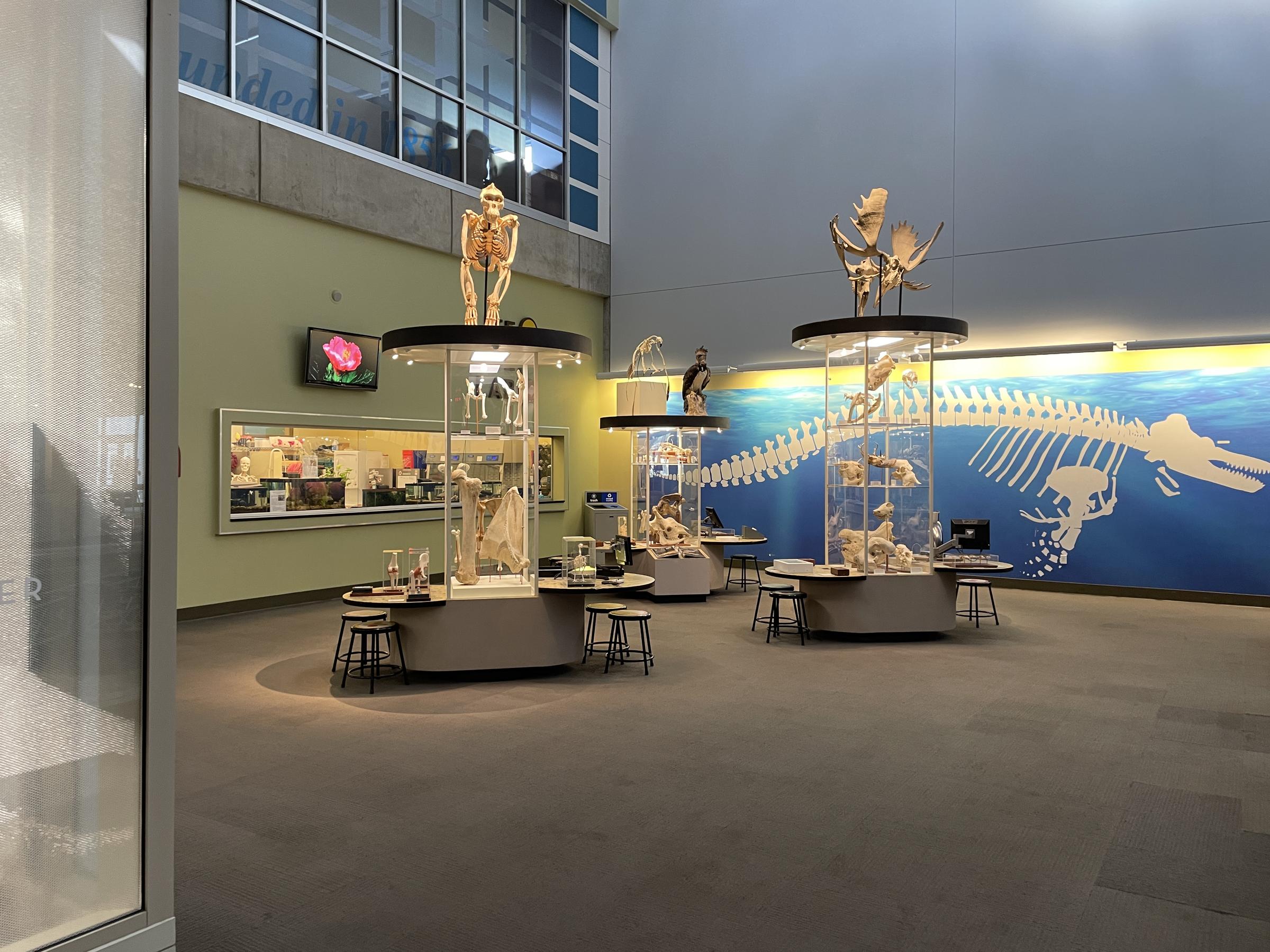 Saint Louis Science Center Fossils