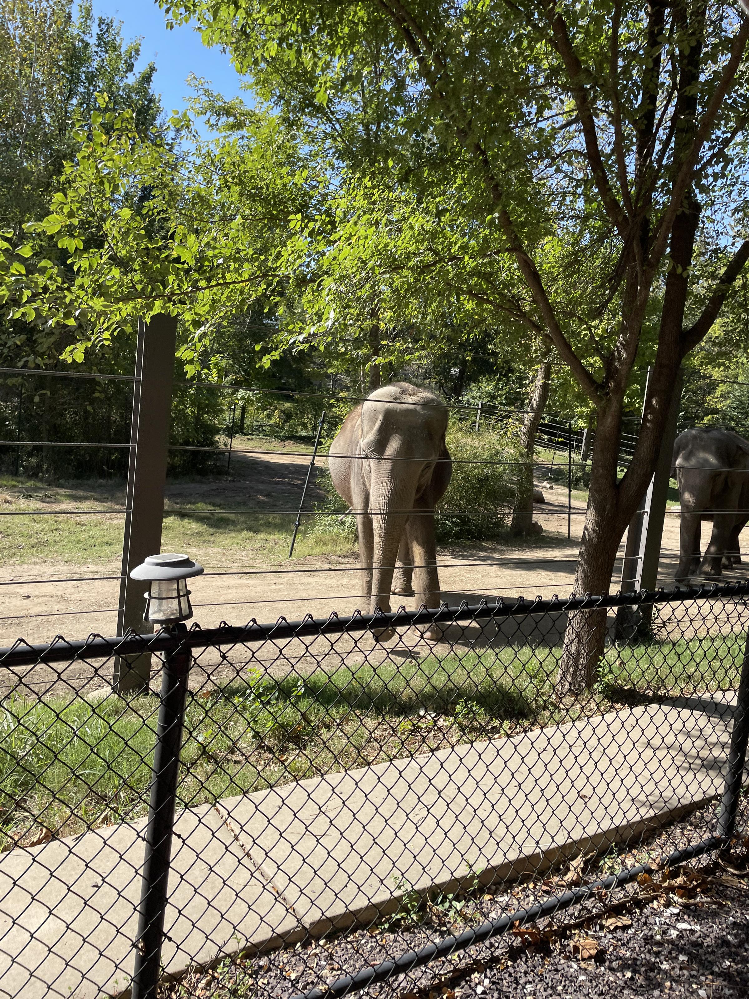 Saint Louis Zoo elephants