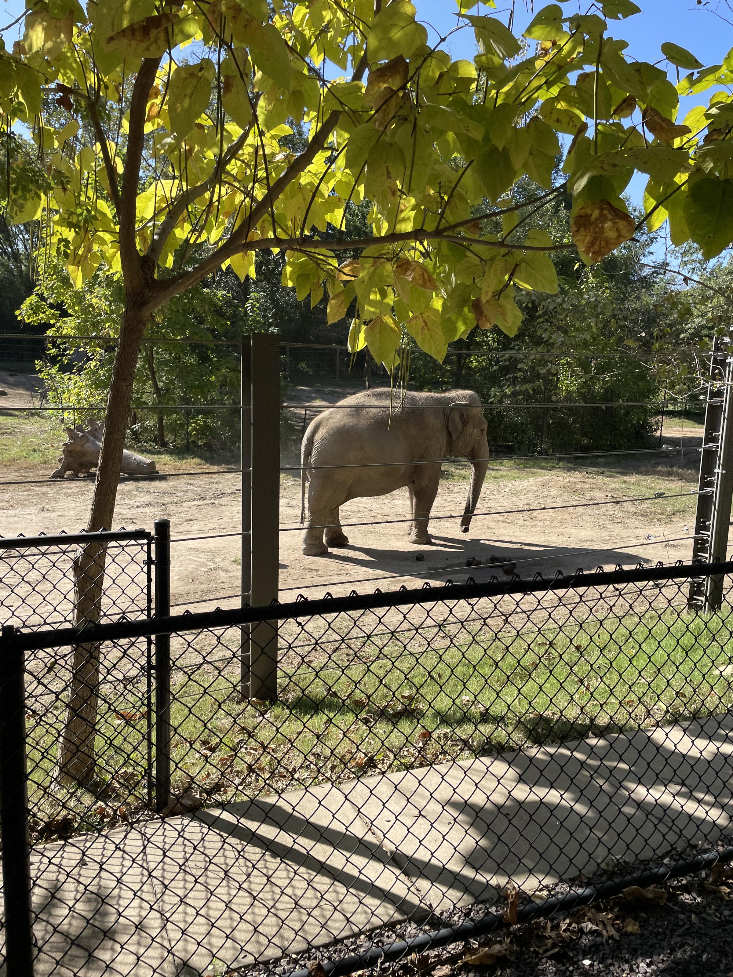 Saint Louis Zoo elephant