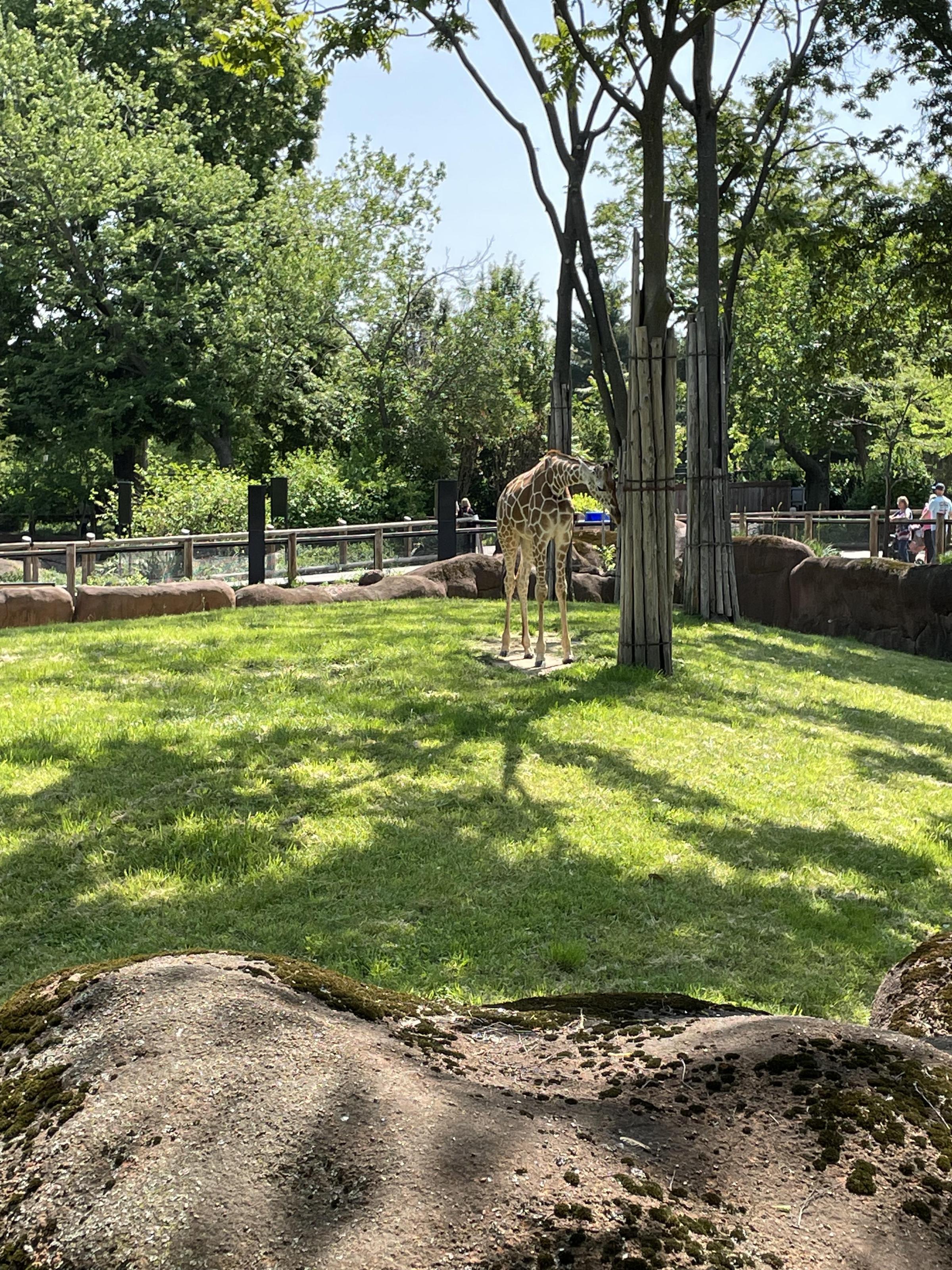 Saint Louis Zoo giraffe two