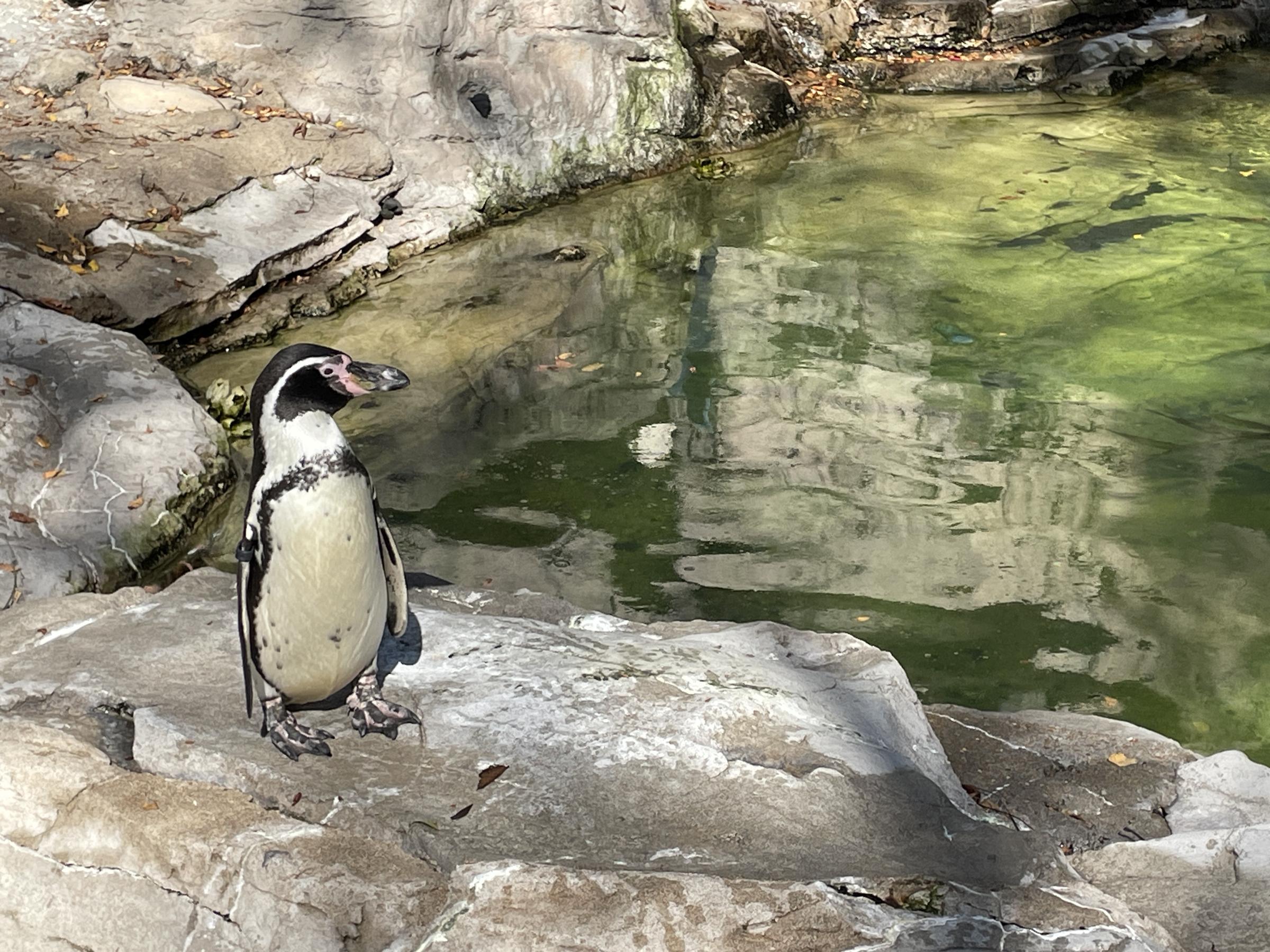 Saint Louis Zoo penguin standing