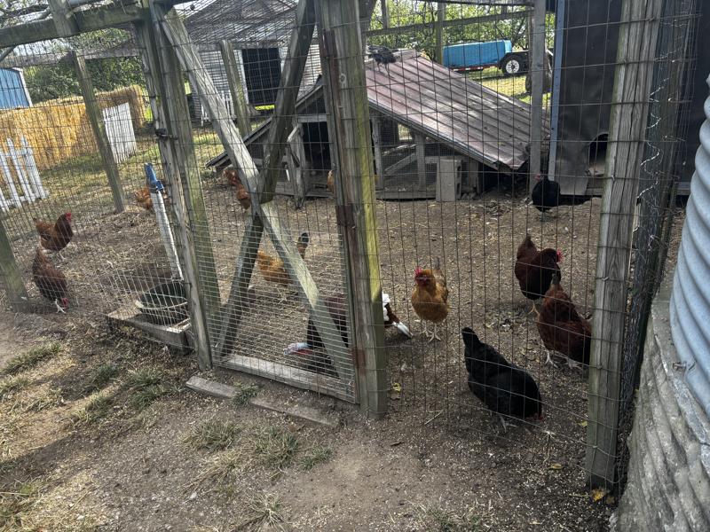 Braeutigam Orchards chickens