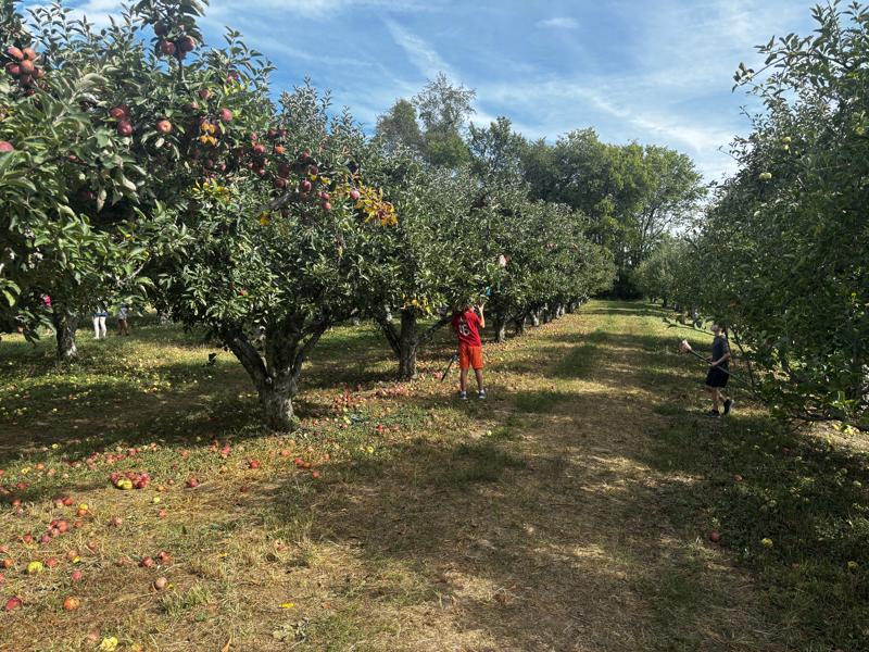 Orchard Line