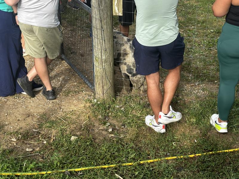 Braeutigam Orchards pig