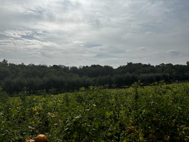 Braeutigam Orchards pumpkin patch