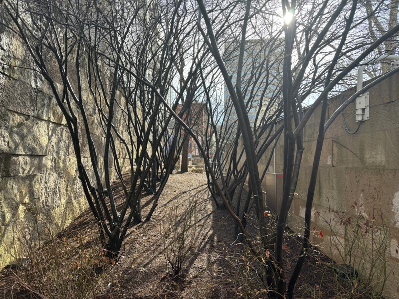 Bush Path