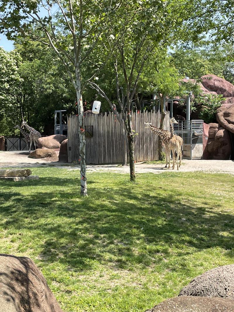 Giraffe
