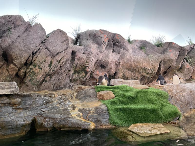 Inside Penguins