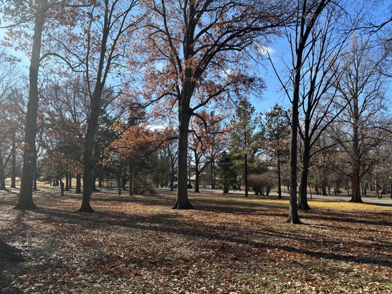 More Trees